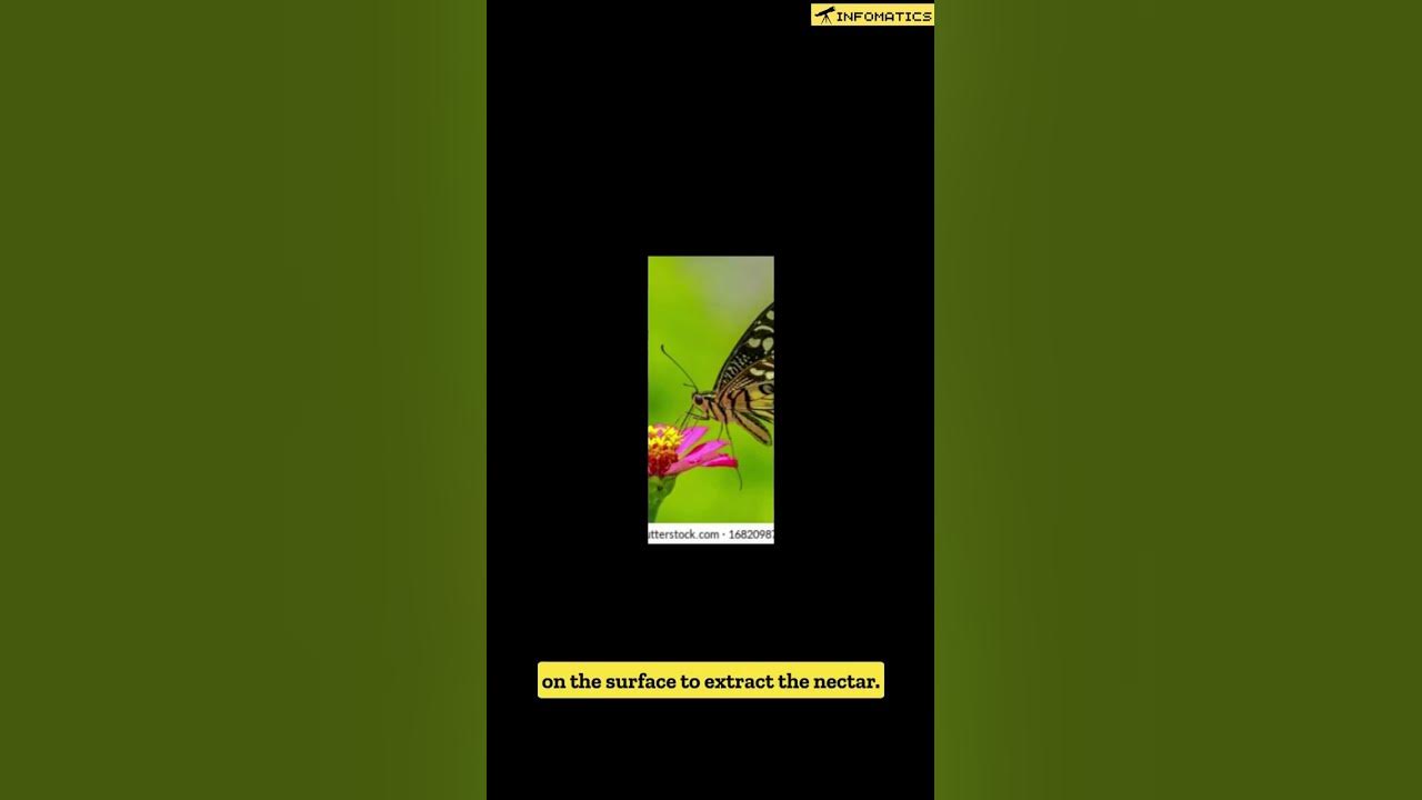 Butterflies taste with their feet INFOMATICS YouTube