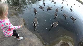 Feeding the Geese