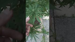 UK OUTDOOR GUERILLA/ back garden grow! mates lemon drizzle 👀👅