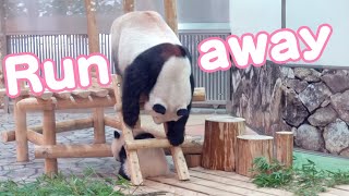 Baby panda「Fuhin」🐼fast!🤣fast!🤣Look behind！