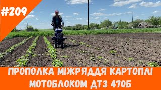 Прополка міжряддя картоплі мотоблоком ДТЗ 470Б