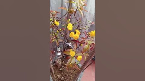 Mai tứ quý ghép cúc thọ hương nở tết dương lịch 2025.