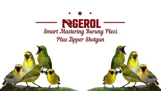 Smart mastering burung pleci plus zipper shotgun