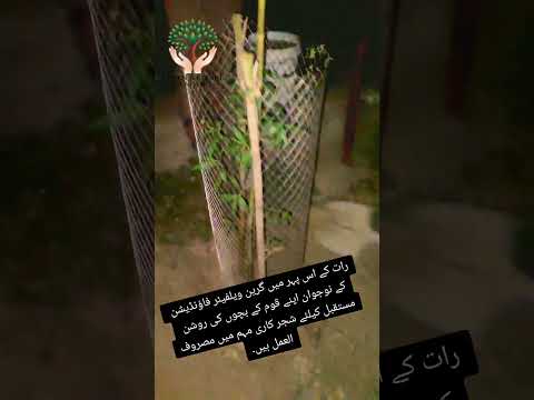 گرین ویلفیئر فاؤنڈیشن کےنوجوان اپنےقوم کےبچوں کی روشن مستقبل کیلئےشجرکاری مہم میں مصروفالعمل ہیں۔
