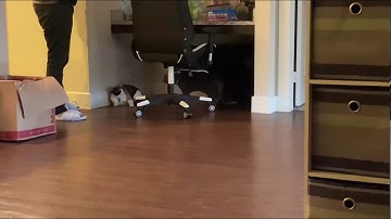 Introducing cats gone wrong