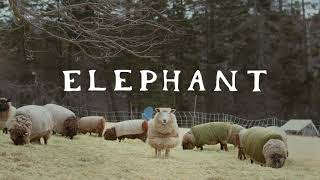 Elephant | ATLFF '24 Documentary Short Official Selection