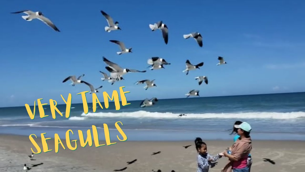 Feeding Seagulls with Rice and Biscuits Kure Beach, North Carolina