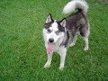 Recomendaciones para tener husky lobo siberiano