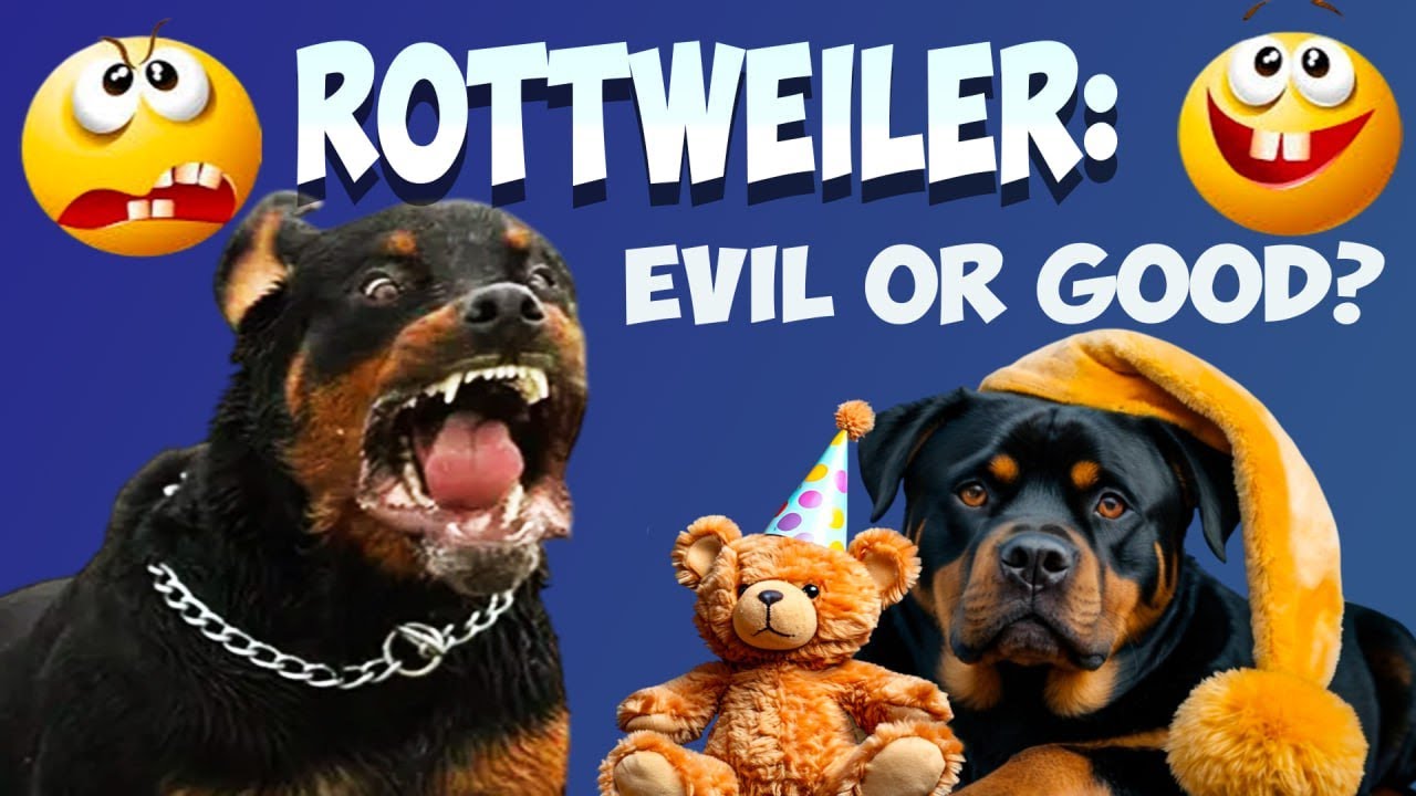 ROTWEILER: the whole TRUTH about the breed 🐕 Evil Killer or Good Giant ...