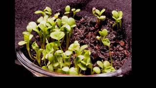 Micro Clover Time Lapse - 2020-10-30