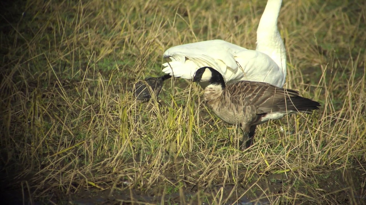 野鳥撮影・ シジュウカラガン Cackling goose 