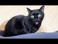 「お膝に乗せてっ」としゃべって甘える子猫 #Shorts