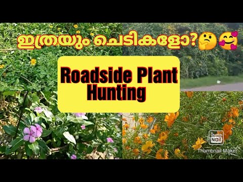 Video: Flowering Plants On The Roadside