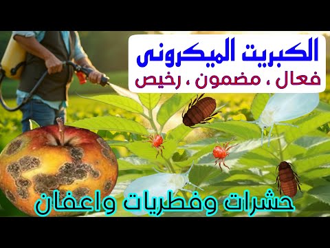 الكبريت الميكروني مكافحة رخيصة ومضمونة للحشرات والفطريات والأعفان