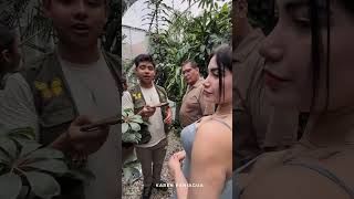 ¡Conoce la Mantis Florinde! Su tamaño y temperamento #shorts