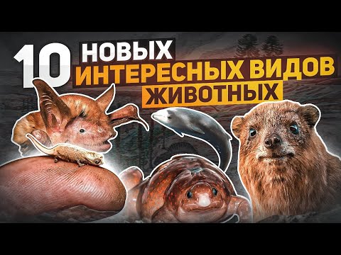 10 новых интересных видов животных, которые были открыты в 2021 году