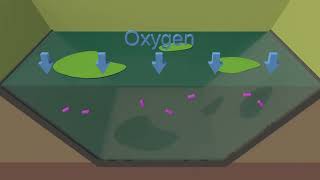 How Does a Lagoon Treat Wastewater? by Southwest EFC 9,717 views 1 year ago 2 minutes, 20 seconds