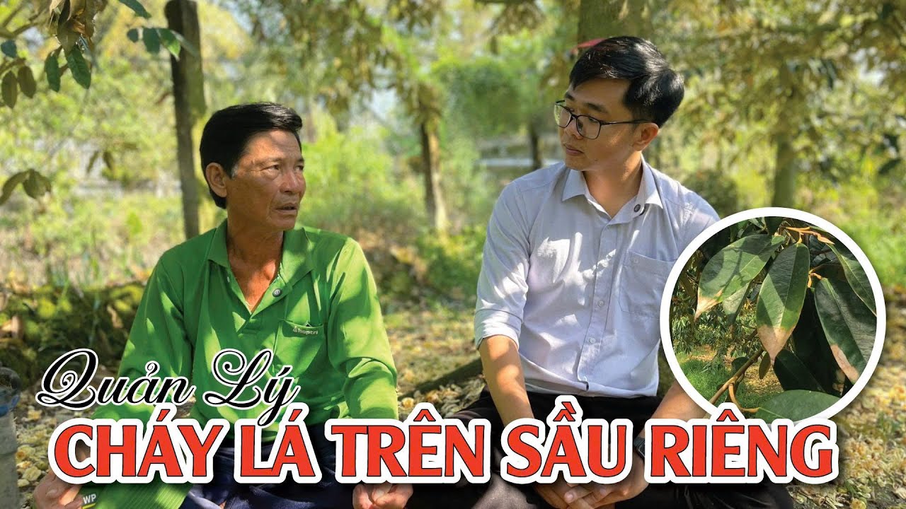 Quản lý cháy lá trên sầu riêng | Hai Lúa Vàng