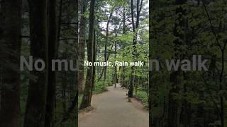 Just a Rainy Forest Walk 🌧️#전나무숲길#비오는날 #숲길산책