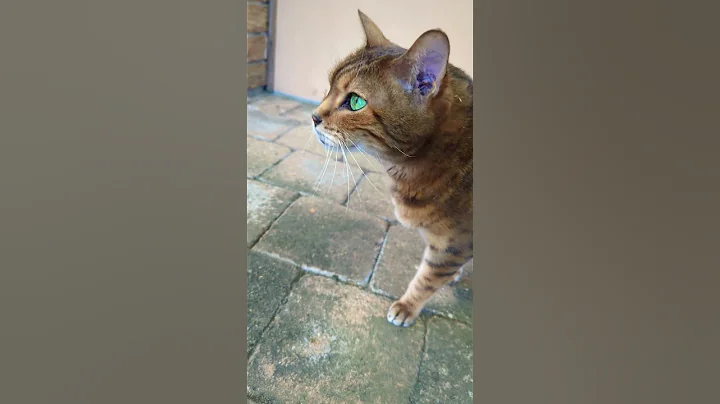 Video 10266741: bengal cat eyes, beautiful bengal cat