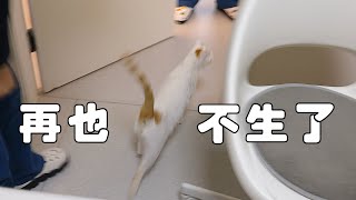 帶流浪貓媽去絕育居然自己走進了手術室醫生笑瘋了李喜猫