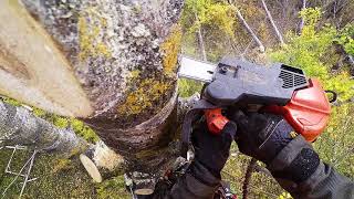 Arborist climbing rotten tree!!