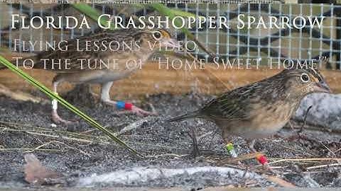 Florida Grasshopper Sparrow