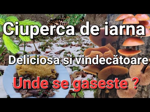 Video: Ciupercă comestibilă - ciupercă de luncă