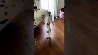 Big Ol Somethin Or Other  