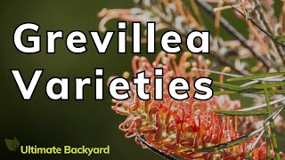 A Guide to the Different Grevillea Varieties