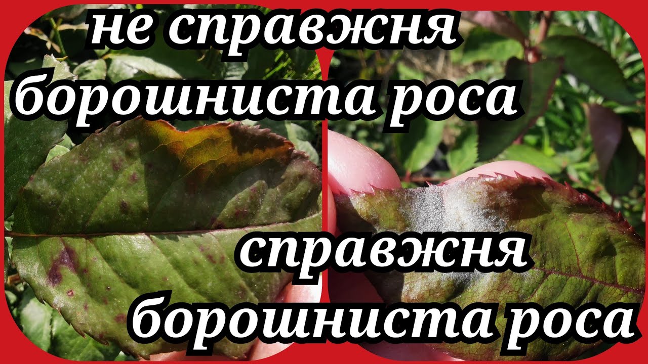 Не справжня борошниста роса👀 чи справжня борошниста роса👀як відрізнити, чим обробити