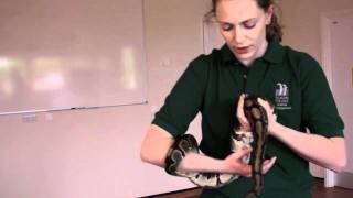 Animal health and husbandry: snake health check