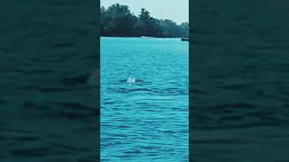 Menuju Pulau Papateo kepulauan seribu,ada lumba lumba