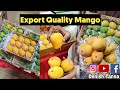 Export quality kesar mango in best price  mango farm rajkot