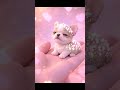 Dreamy Cute Animals - an imaginary baby French Bulldog #cute #animals #baby #adorable #pets