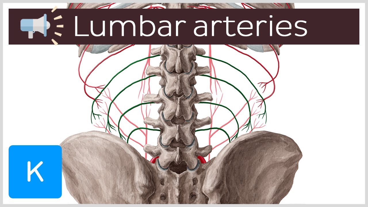 Lumbar arteries Anatomical Terms Pronunciation by Kenhub YouTube