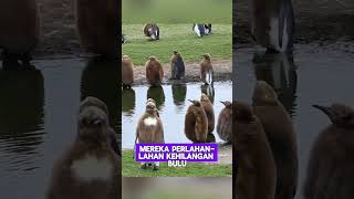 Kenapa Pinguin bisa memiliki anak yang berbeda? #shorts #pinguin #faktahewan