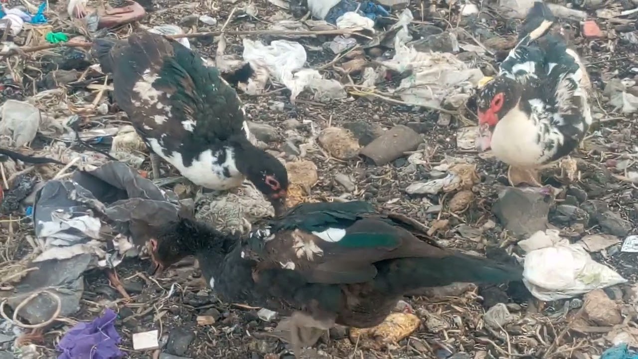 muscovy full free documentary that you need to know