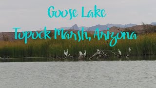 Goose Lake, launching at 5 Mile Landing, Topock Marsh AZ