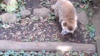 Raccoon dogs' sound at Inokashira Park Zoo
