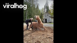 Majestic Horse Lets Loose Train of Toots || ViralHog