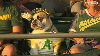 HOU@OAK: Fans, canines enjoy Bark at the Park Night