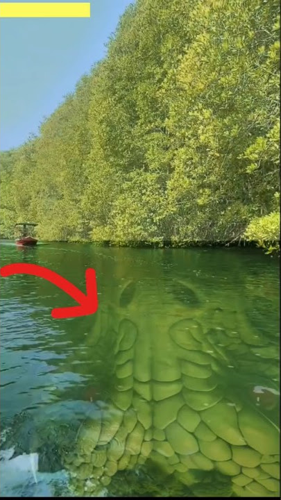 Ular terbesar di dunia dibawah sungai Amazon