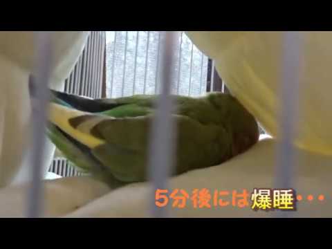 コザクラインコが我が家にやってきた ２日目 寝方がやばい Youtube
