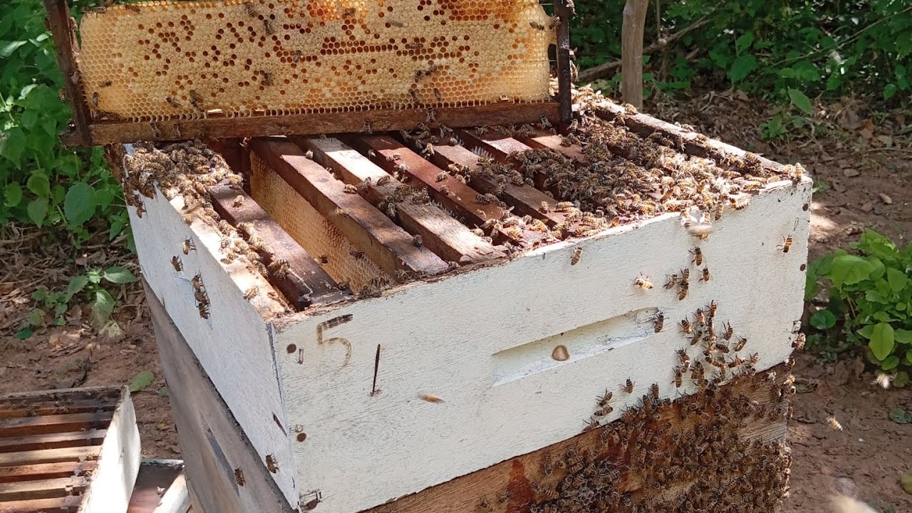 Primeira revisão da captura da abelha do buraco 🐝- parte 01