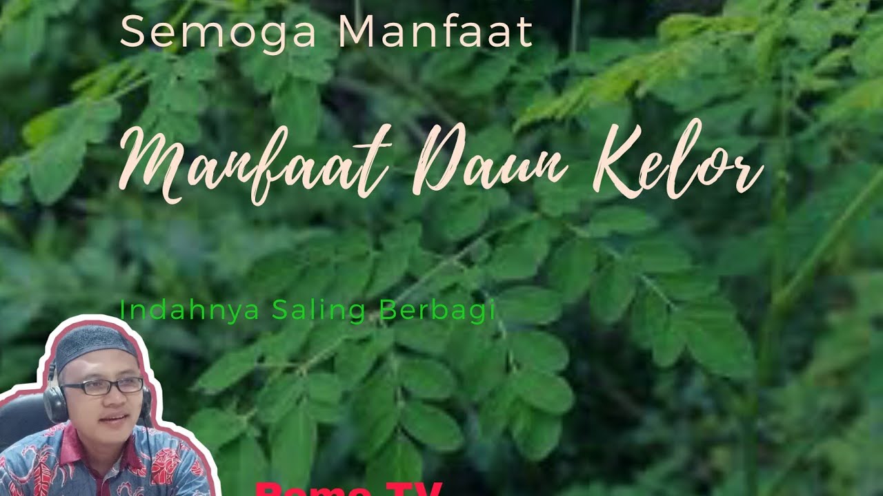 Manfaat Daun Kelor 