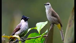 suara pikat burung trucukan dan kutilang paling ampuh anti zong