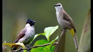 suara pikat burung trucukan dan kutilang paling ampuh anti zong