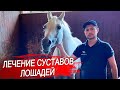 Суставы лошади. Болезни суставов у лошадей.