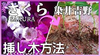 さくらの挿し木方法【SAKURA cuttings method.】「 桜の増やし方」「ソメイヨシノ挿し木」「染井吉野の増やし方」「桜の挿し木方法」【さくら日記 第話・SAKURA diary 9】